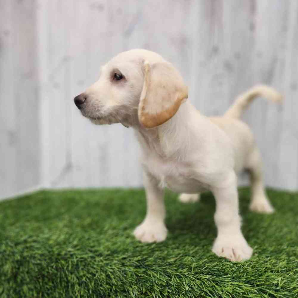 Male Mini Labradoodle Puppy for Sale in Braintree, MA