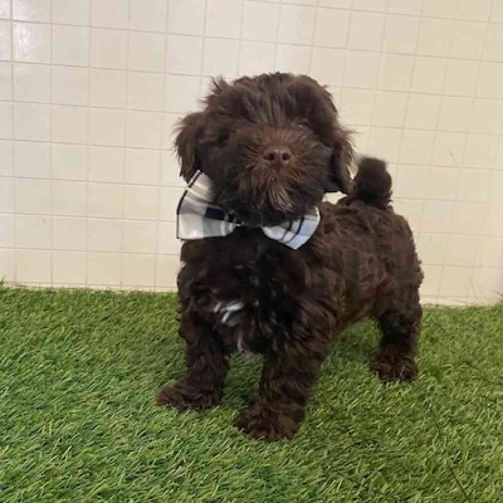 Male Mini Labradoodle 2nd Gen Puppy for sale