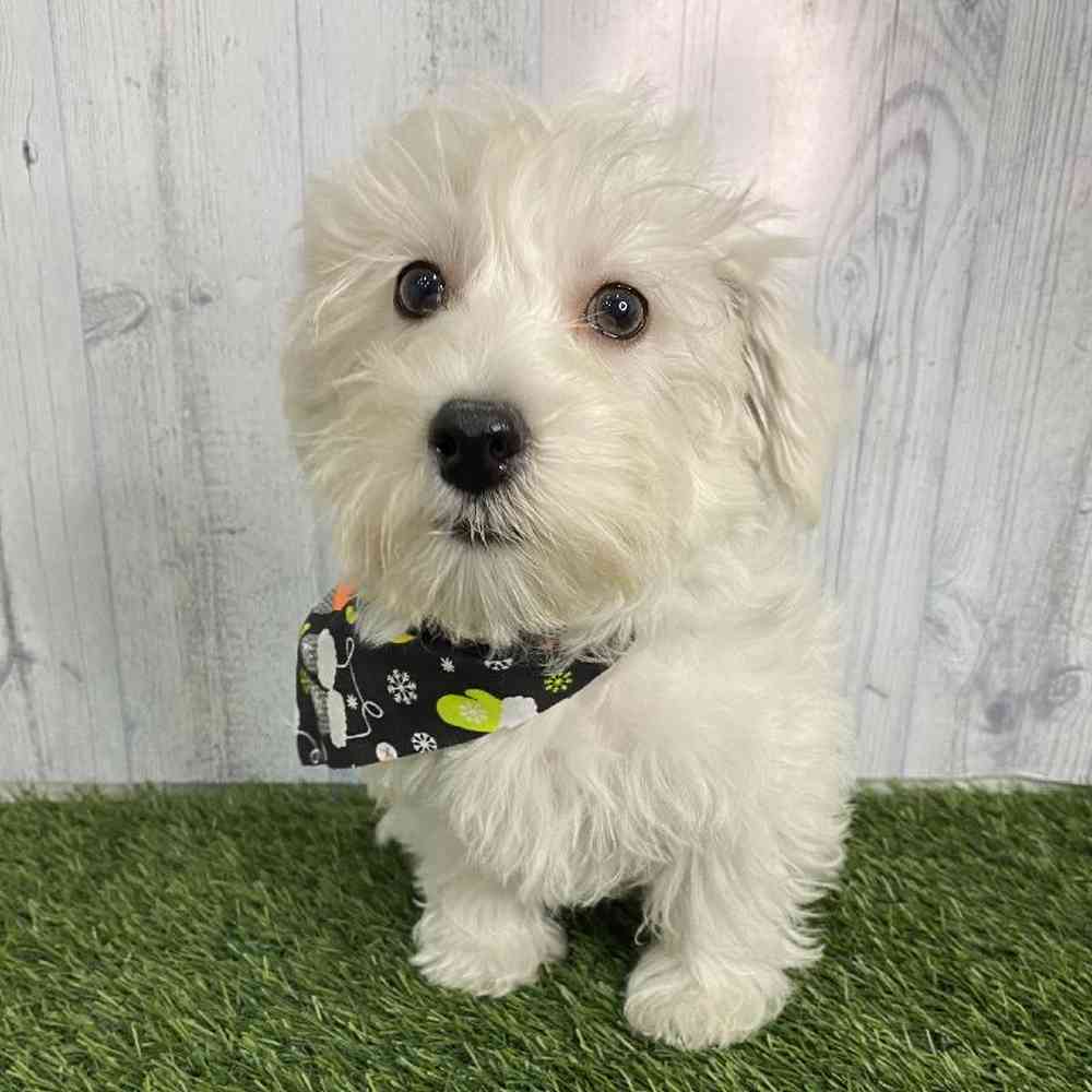 Male Westie-Poo Puppy for sale