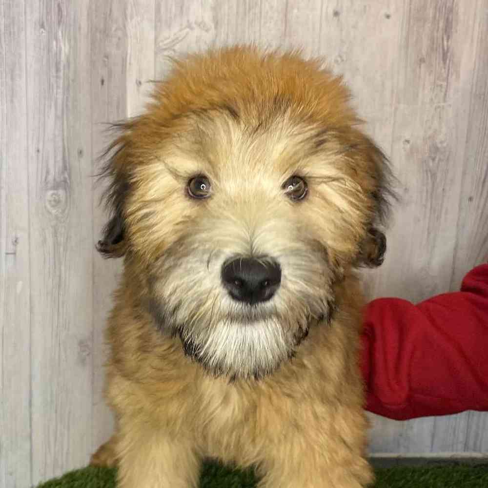 Female Soft Coated Wheaten Terrier Puppy for Sale in Saugus, MA
