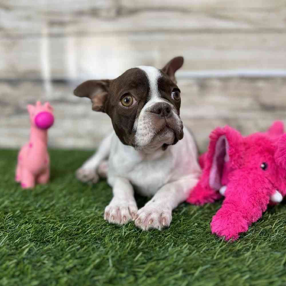 Female Boston Terrier Puppy for Sale in Saugus, MA