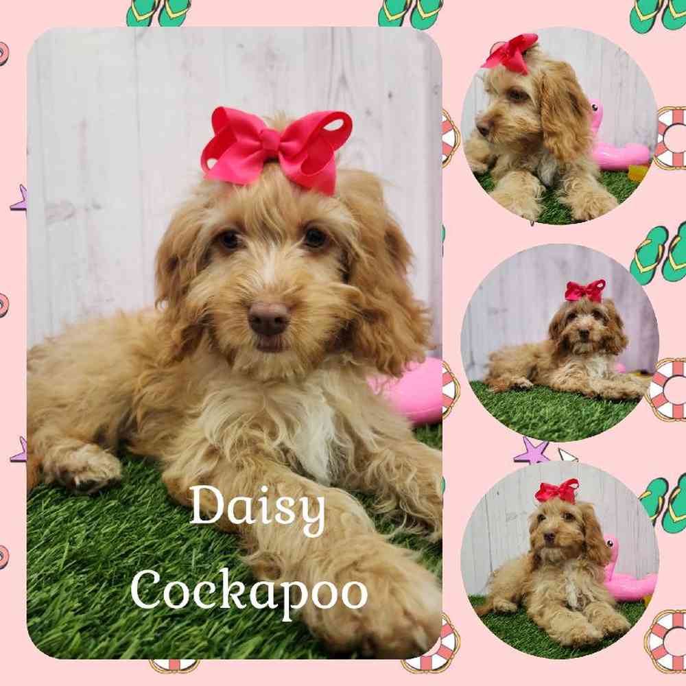 Female Cockapoo Puppy for Sale in Braintree, MA