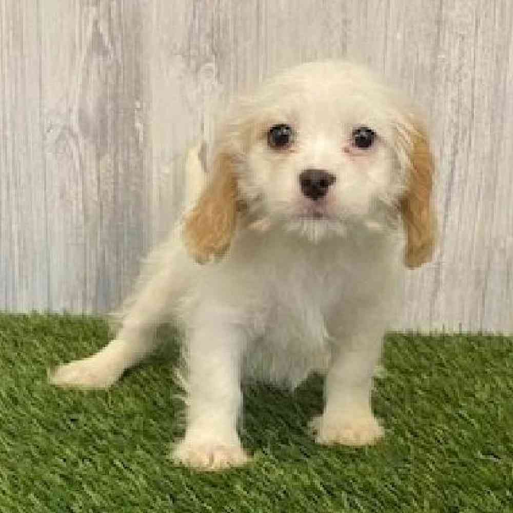 Female Lhasalier Puppy for sale