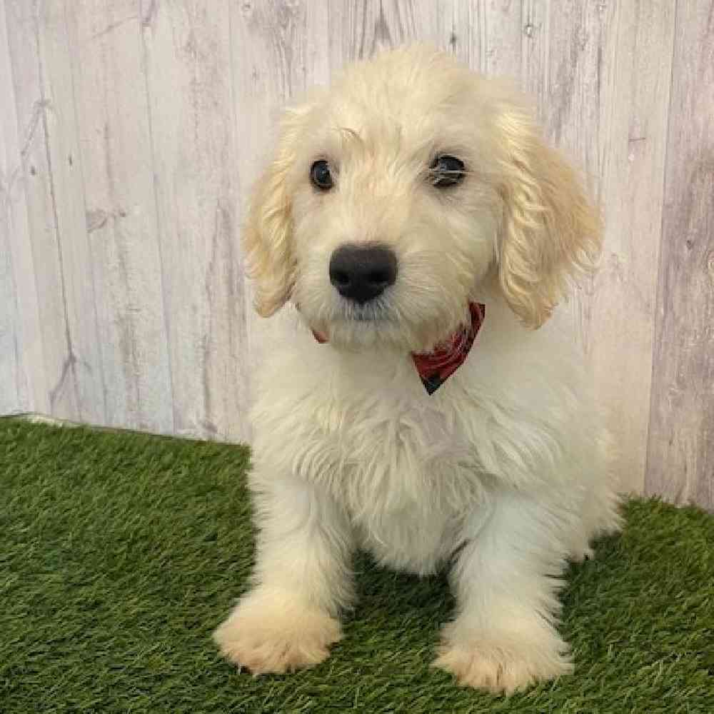 Male Mini Labradoodle Puppy for Sale in Saugus, MA