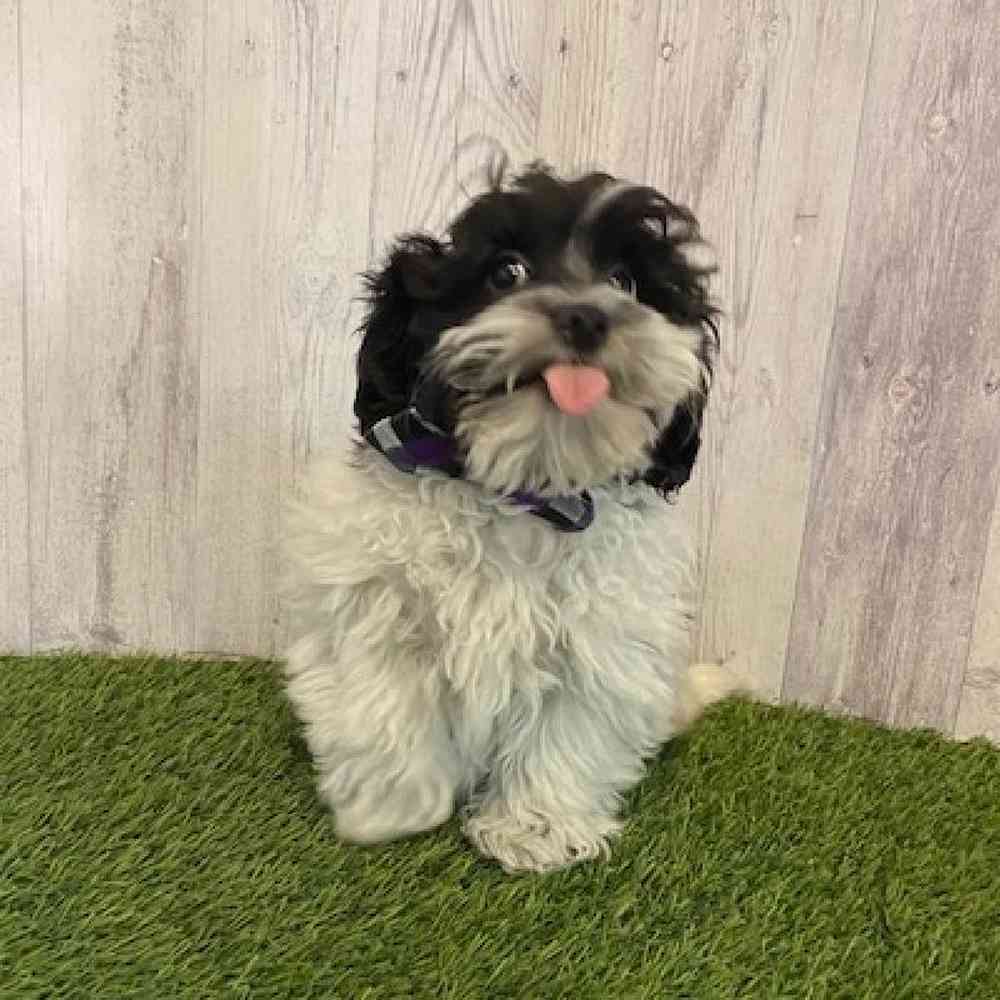 Male Shih-Poo Puppy for Sale in Saugus, MA