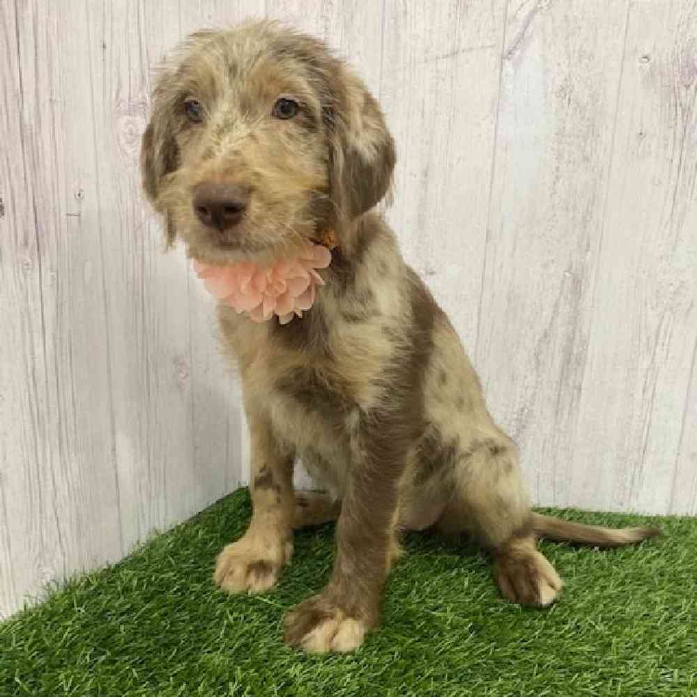 Female Labradoodle Puppy for Sale in Braintree, MA