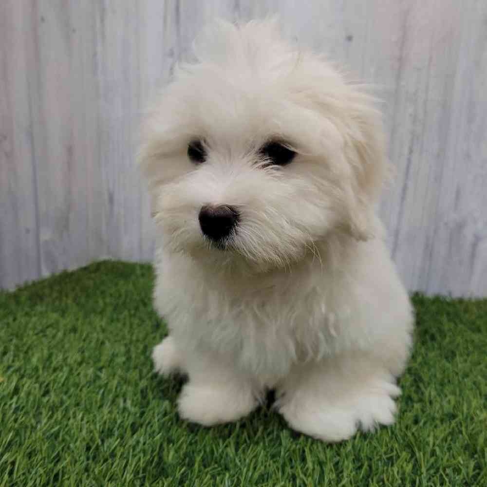 Male Maltese Puppy for sale