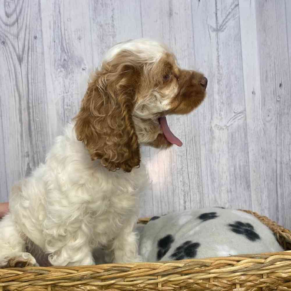 Male Cocker Spaniel Puppy for Sale in Saugus, MA