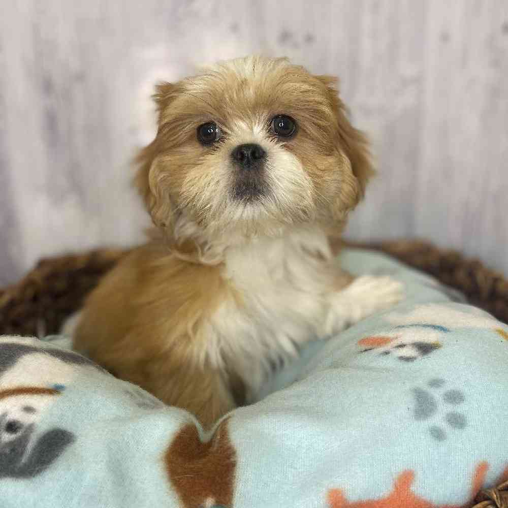 Male Lhasa Apso Puppy for Sale in Saugus, MA