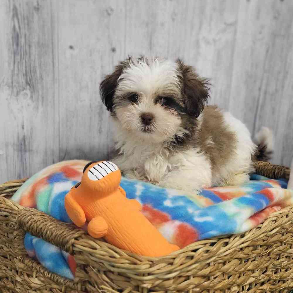 Male Shih Tzu-Coton Puppy for Sale in Saugus, MA