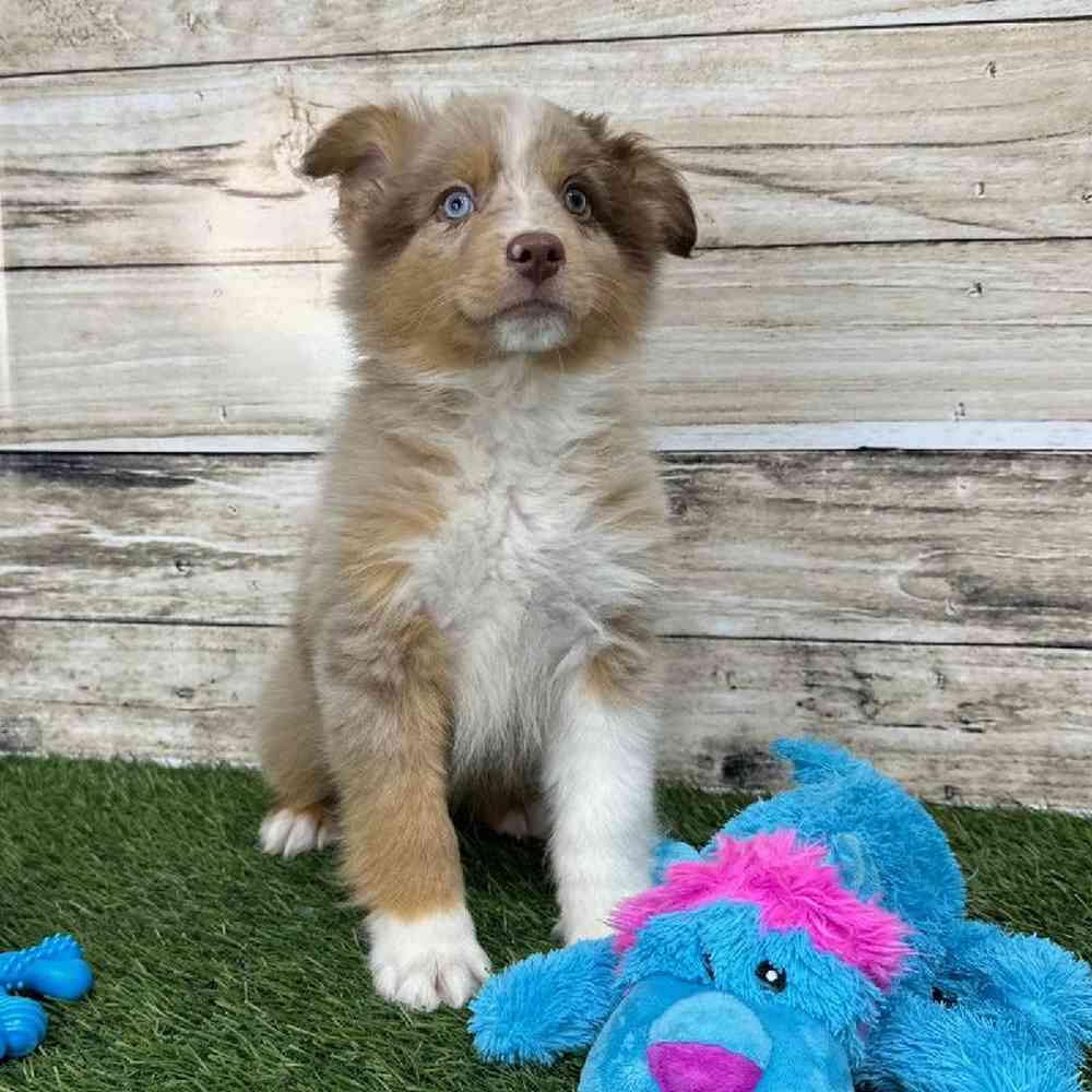 Male Miniature Australian Shepherd Puppy for Sale in Saugus, MA