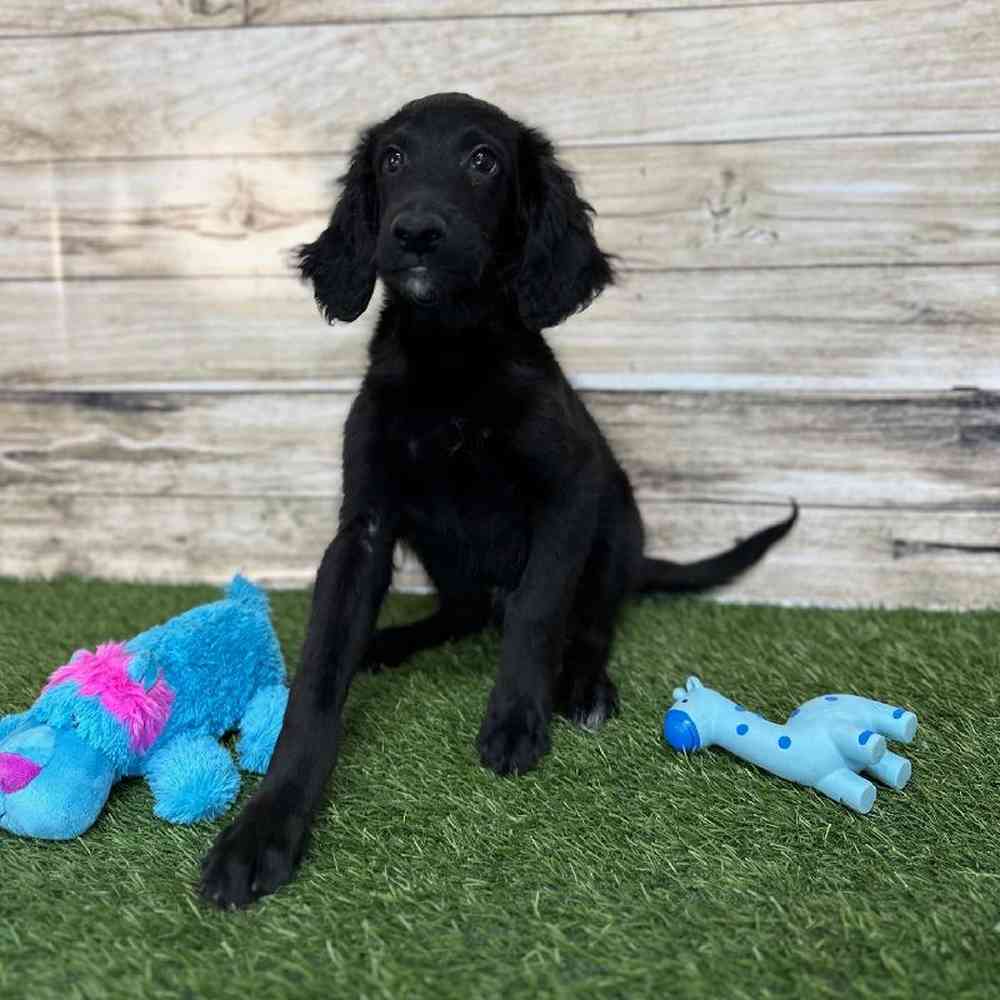 Male Goldendoodle Puppy for Sale in Saugus, MA