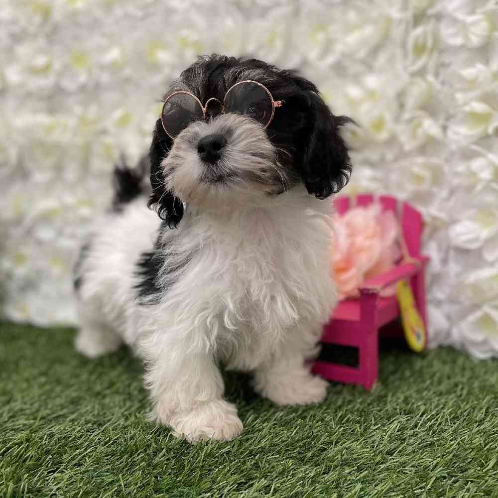 Female La-Chon Puppy for Sale in Braintree, MA
