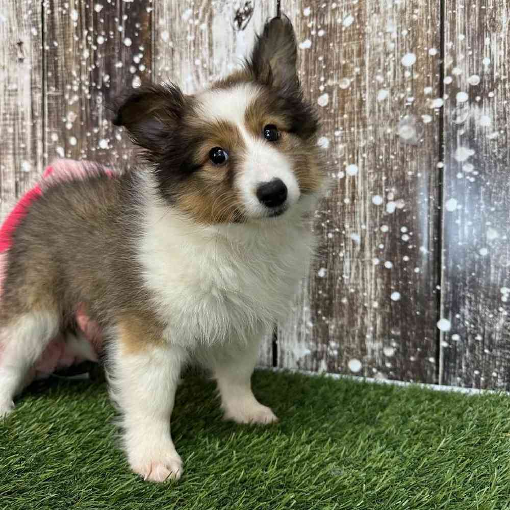 Female Sheltie Puppy for Sale in Saugus, MA