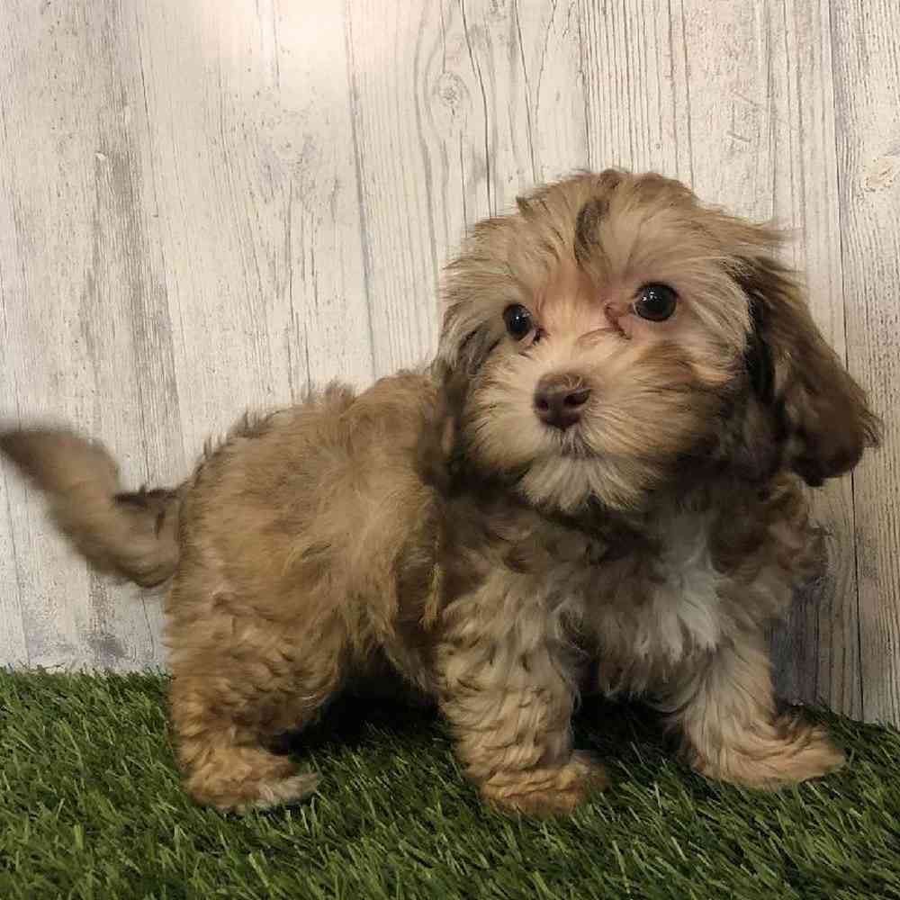 Female Havapoo Puppy for sale