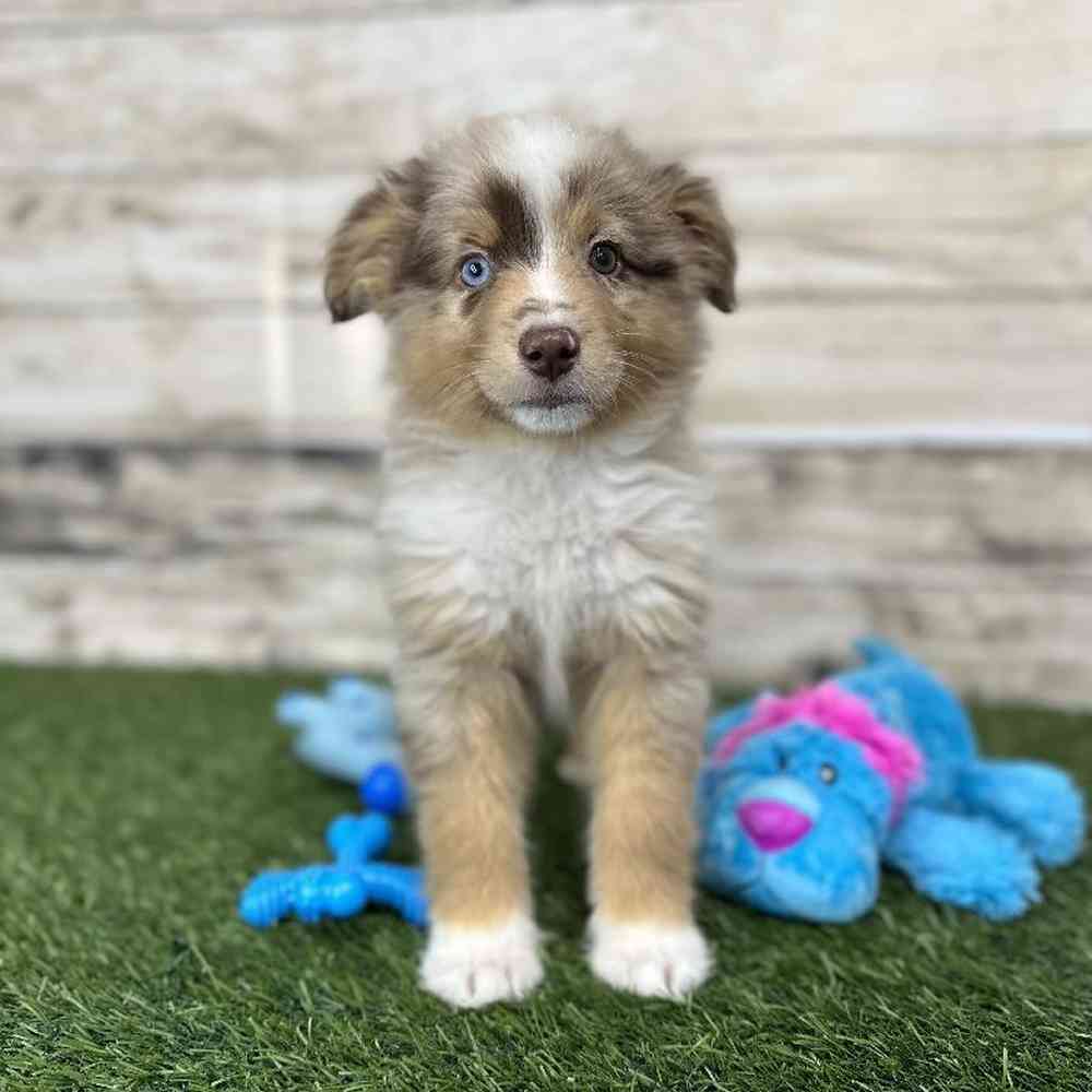 Male Miniature Australian Shepherd Puppy for Sale in Saugus, MA