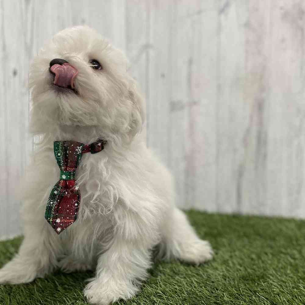 Male La-Chon Puppy for Sale in Braintree, MA