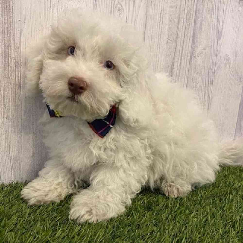 Male Cockapoo Puppy for Sale in Saugus, MA