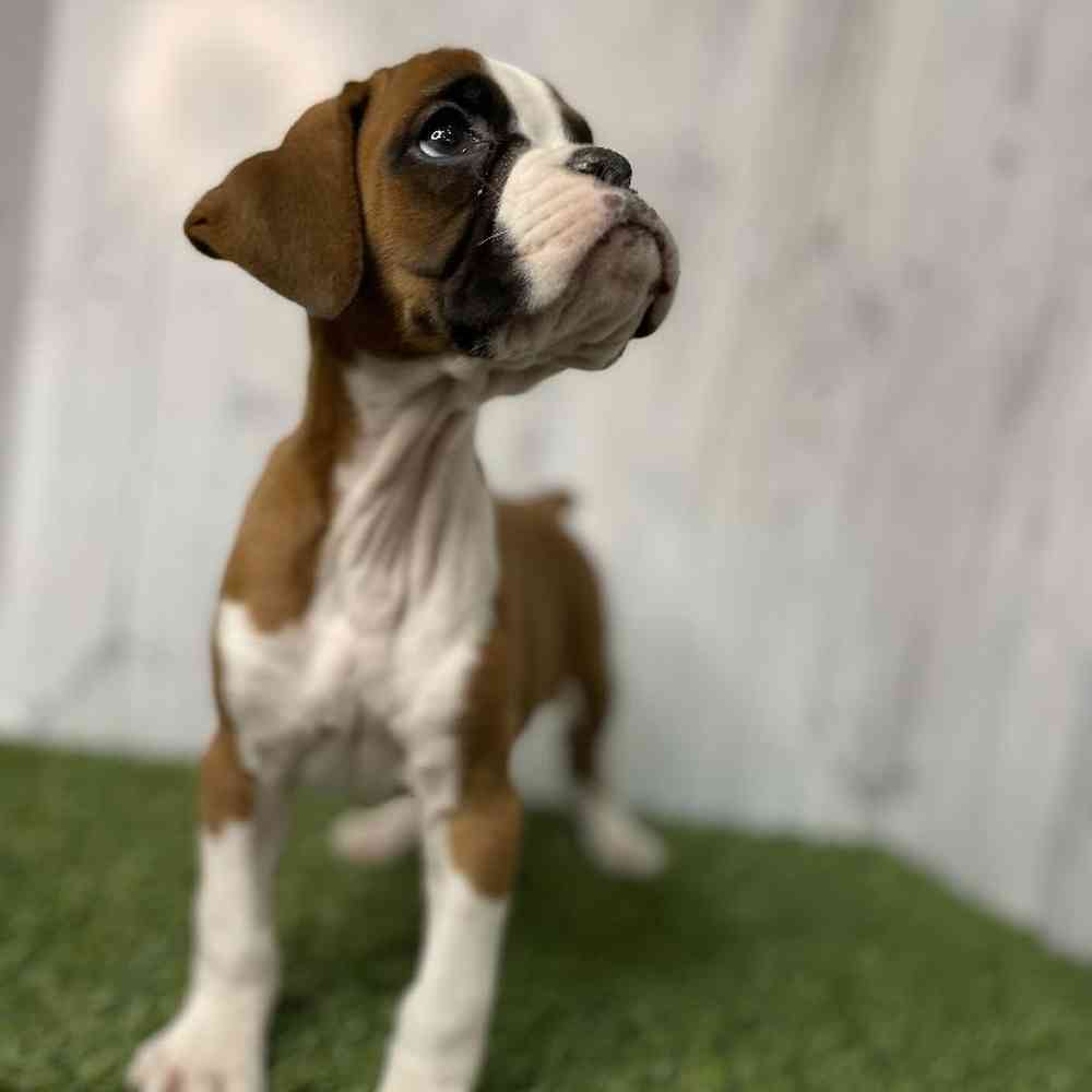 Female Boxer Puppy for sale