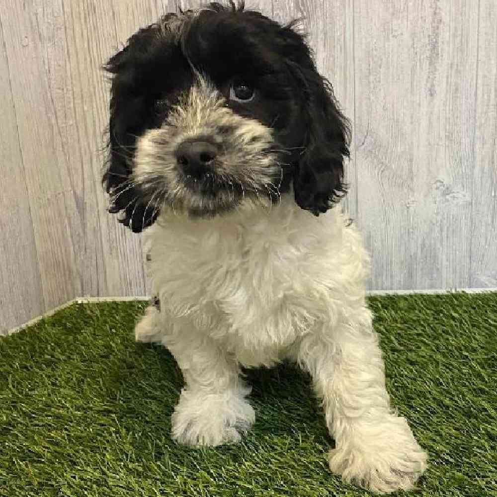 Male CockaChon Puppy for sale