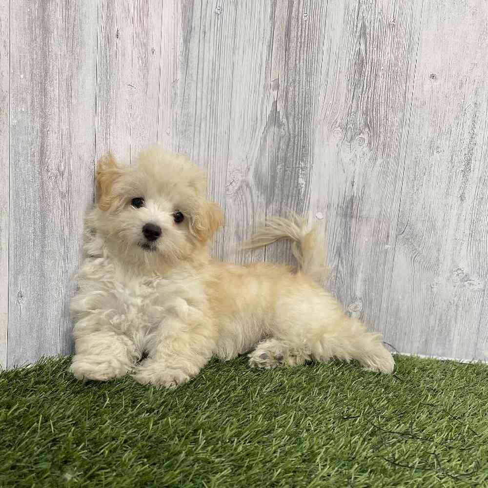 Female Malti-Poo Puppy for sale