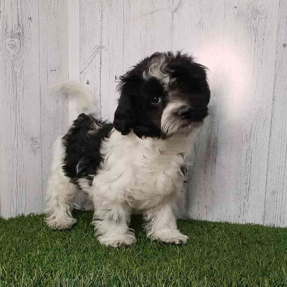 Male Havanese Puppy for sale