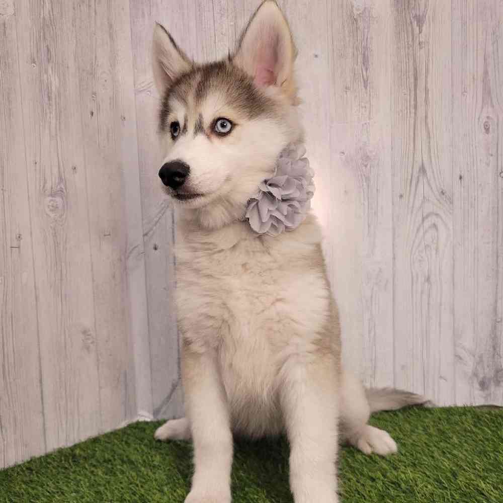 Female Huskimo Puppy for sale
