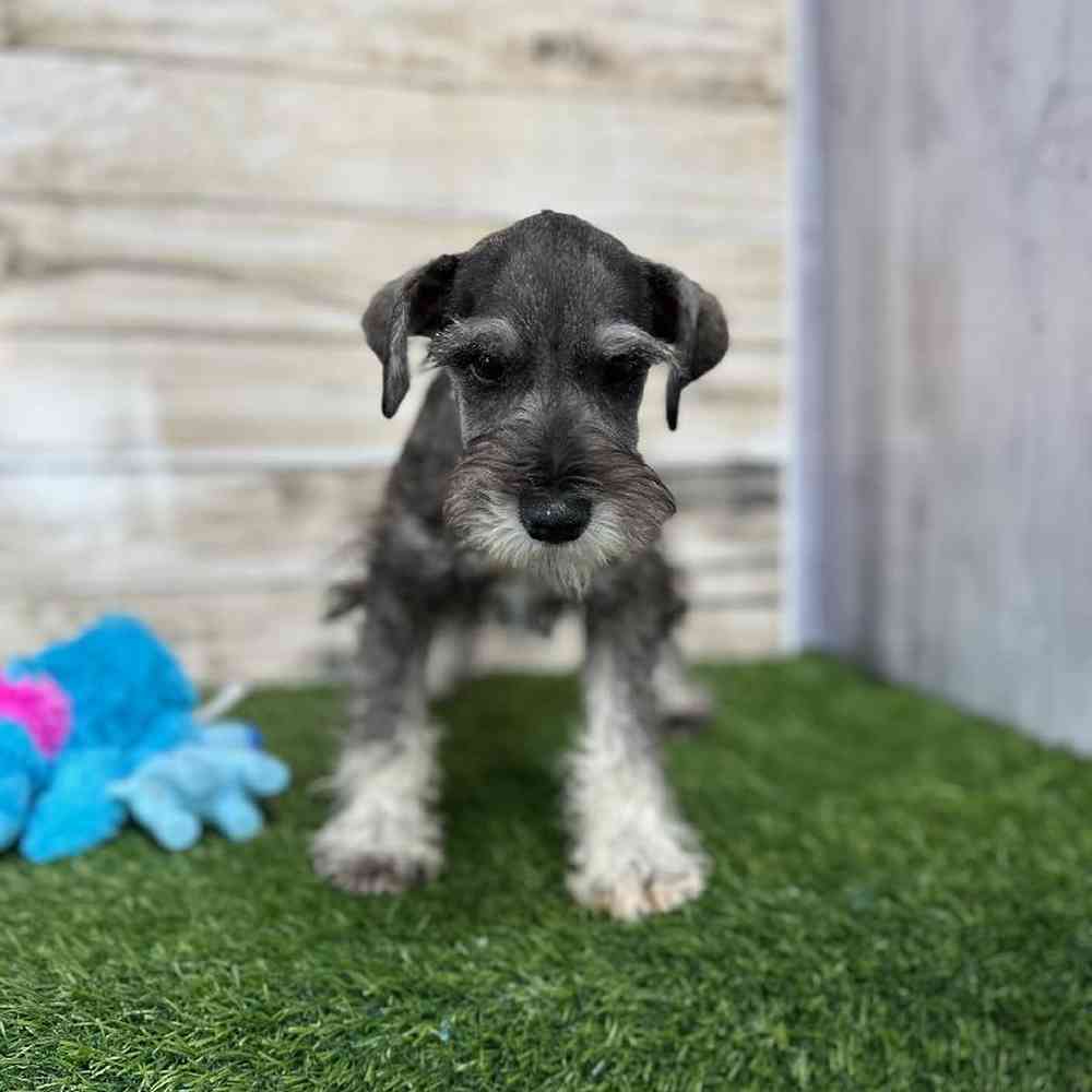 Male Miniature Schnauzer Puppy for Sale in Saugus, MA