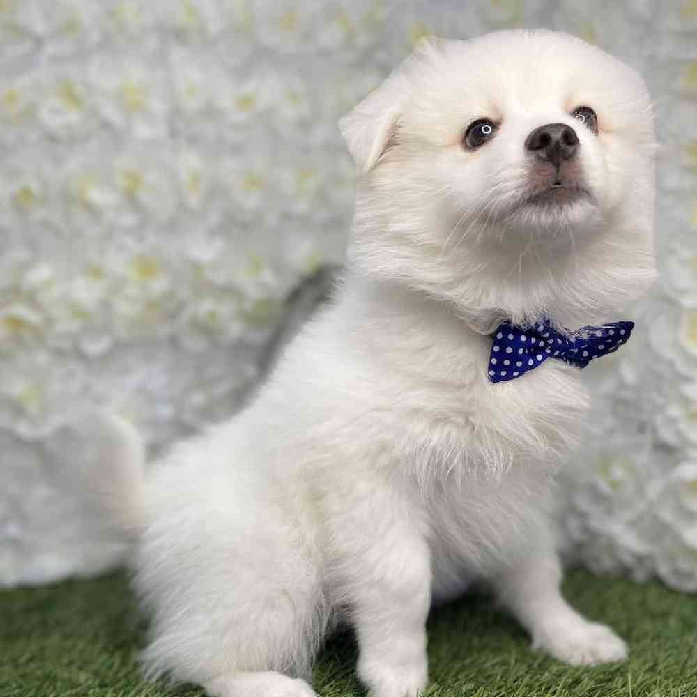 Male American Eskimo Puppy for Sale in Braintree, MA