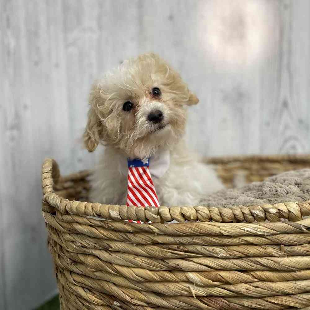 Male Bichon-Poodle Puppy for sale