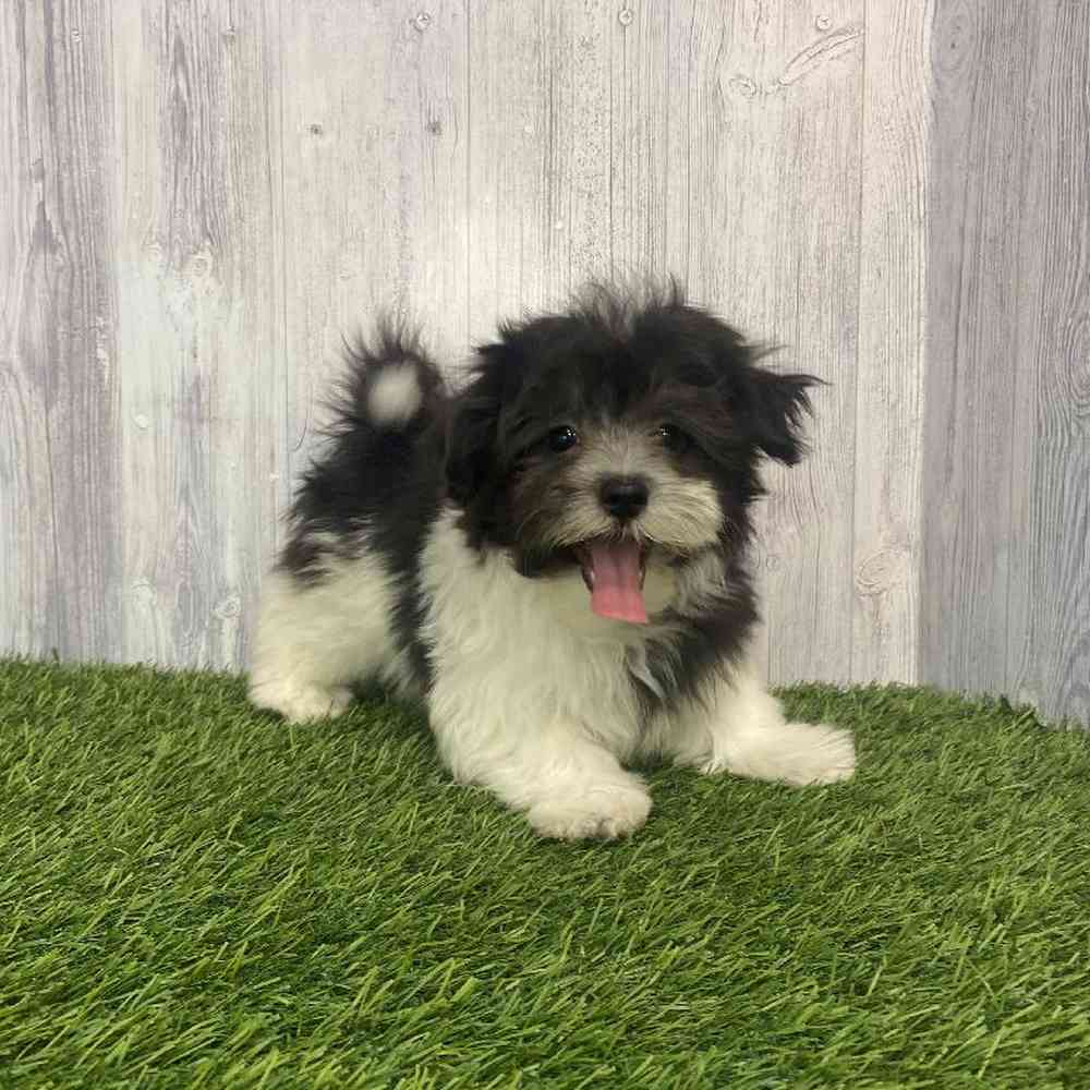 Male Havamalt Puppy for Sale in Saugus, MA