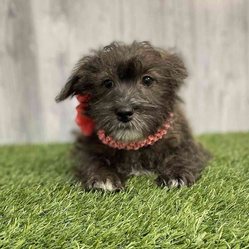 Female La-Westie Puppy for sale