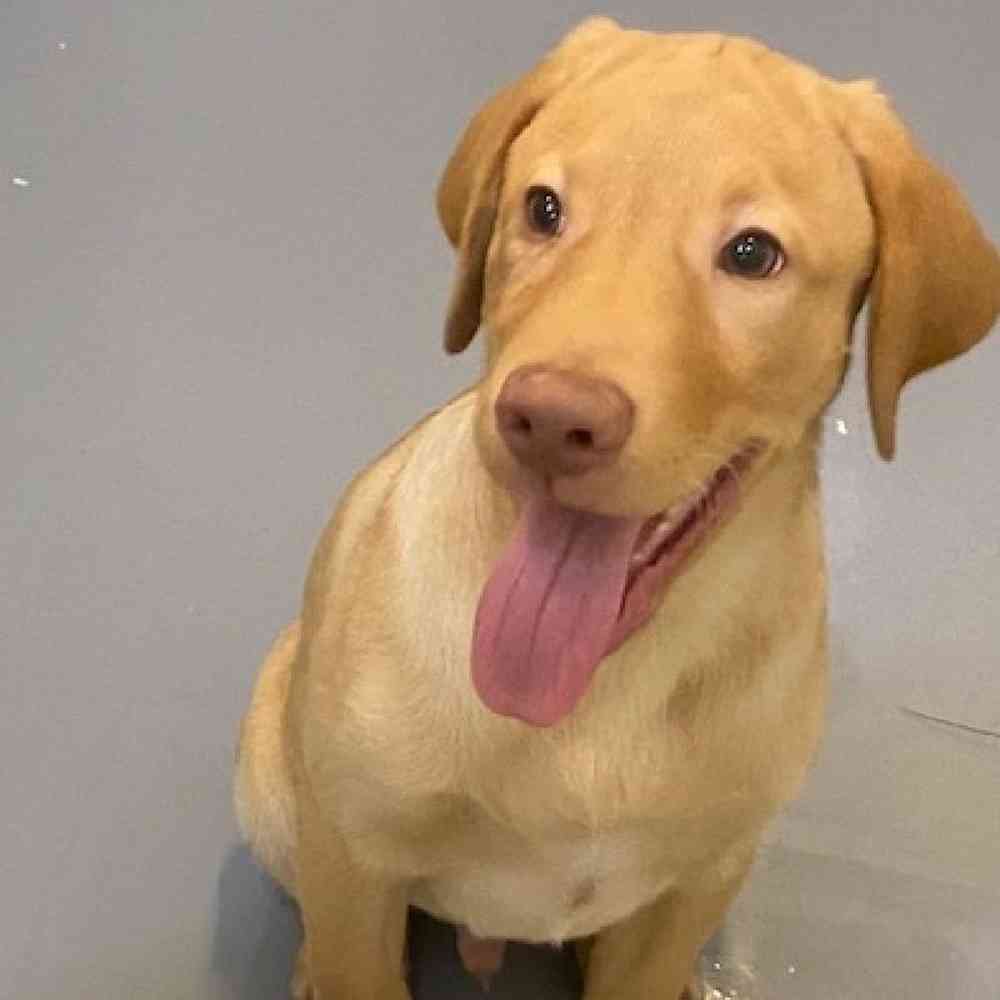 Male Labrador Retriever Puppy for sale