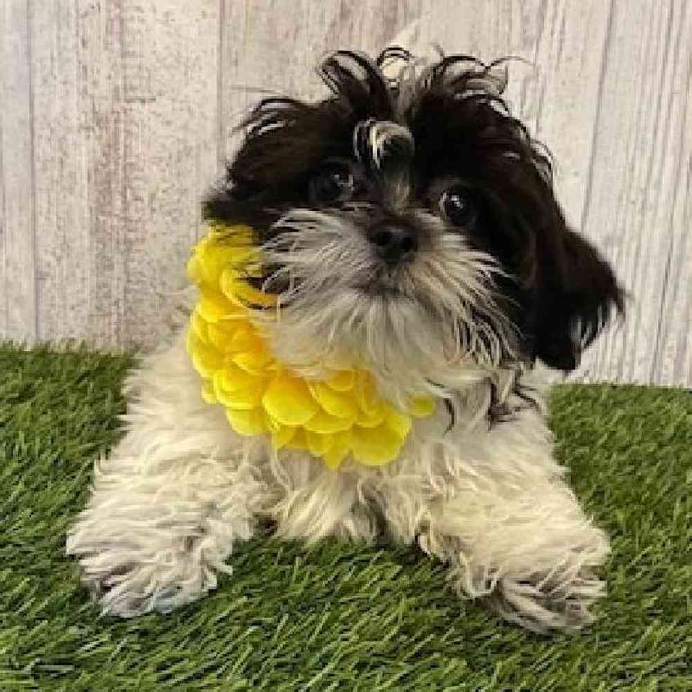 Female Shih-Poo Puppy for Sale in Saugus, MA