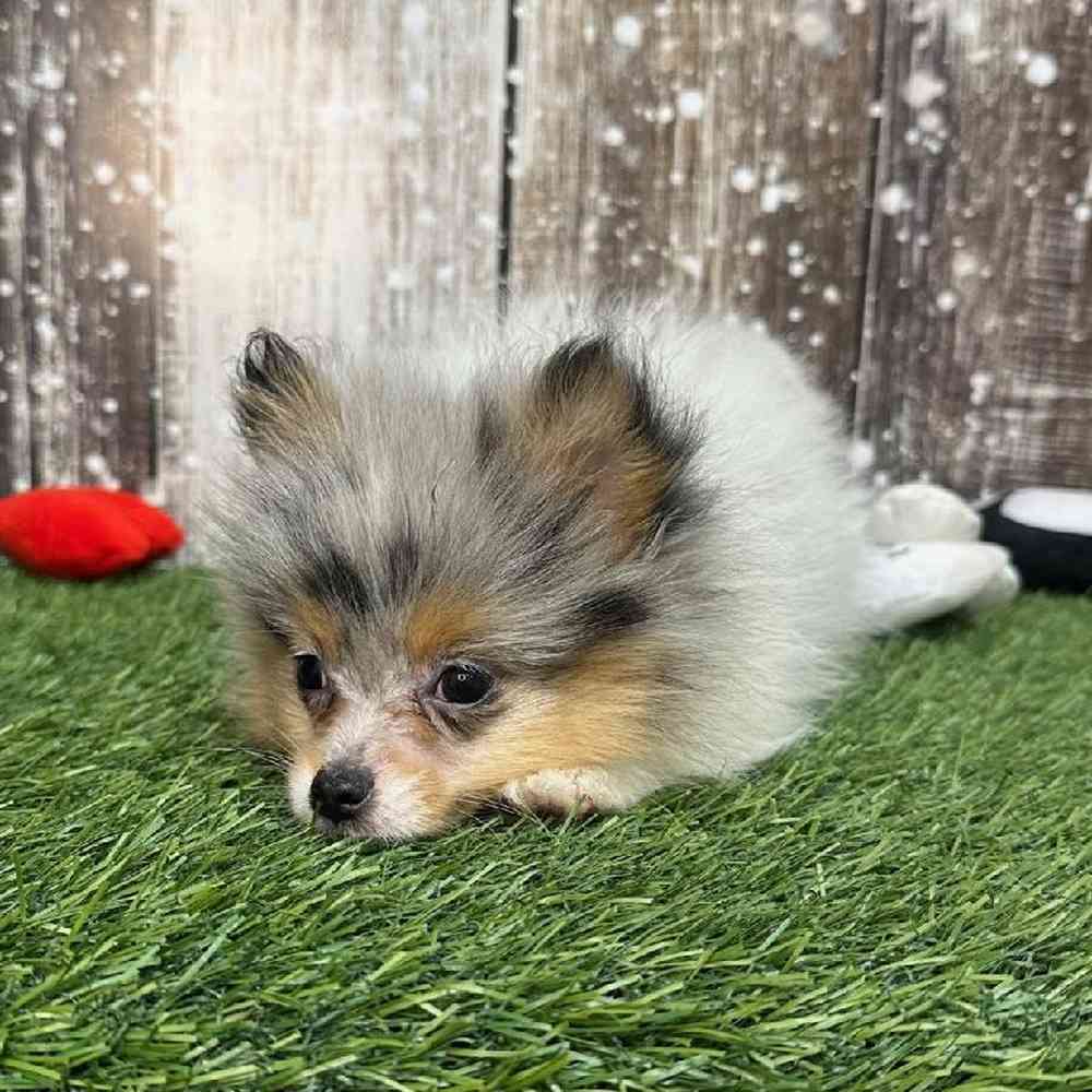Female Pomeranian Puppy for Sale in Saugus, MA
