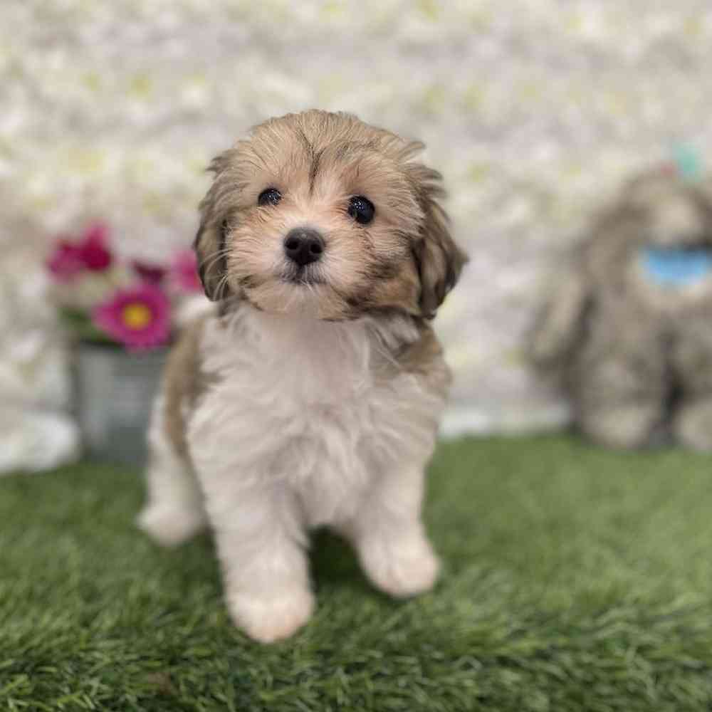 Female Hava-Chon Puppy for Sale in Braintree, MA