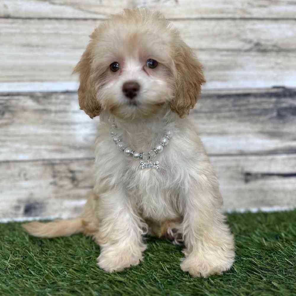 Female Cockapoo 2nd Gen Puppy for Sale in Saugus, MA