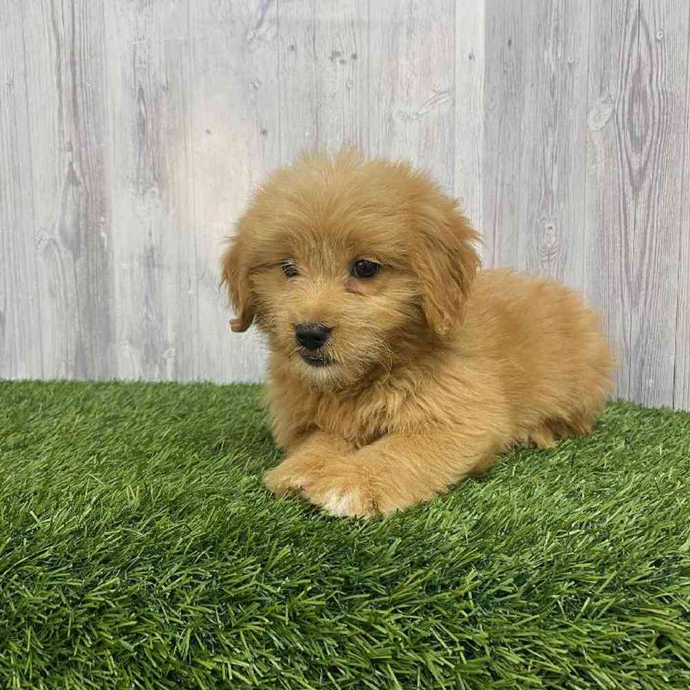 Female Mini Goldendoodle Puppy for Sale in Saugus, MA