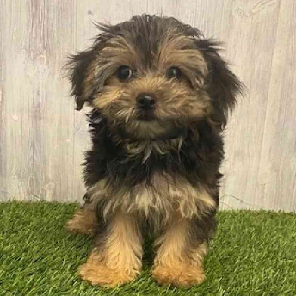 Male Morkie Puppy for sale