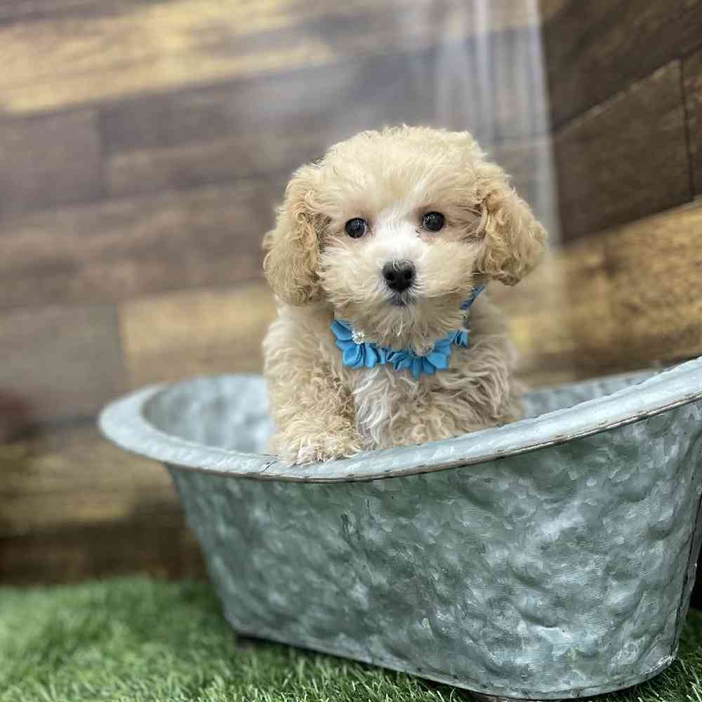 Female Poodle Toy Puppy for Sale in Braintree, MA