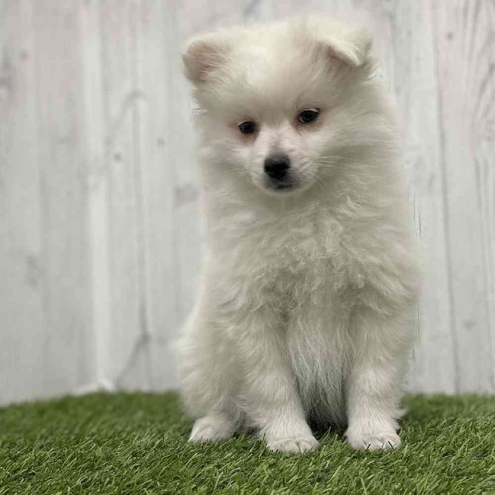 Female American Eskimo Puppy for Sale in Braintree, MA
