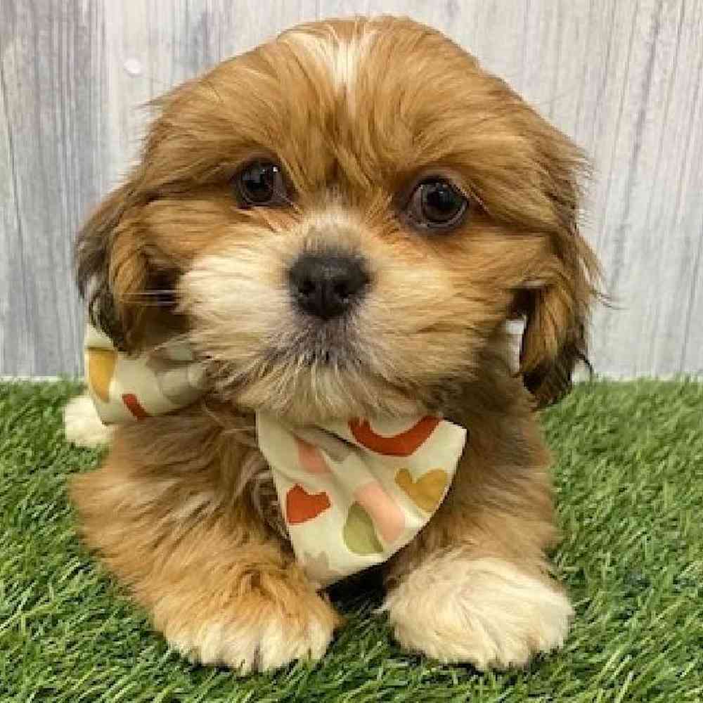 Male Lhasa Apso Puppy for Sale in Braintree, MA