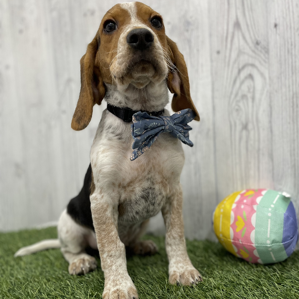 Male Beagle Puppy for Sale in Braintree, MA