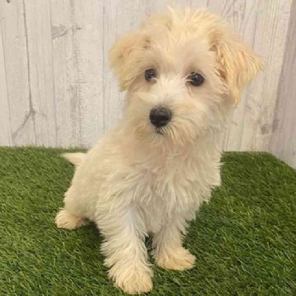 Male Westie-Poo Puppy for sale