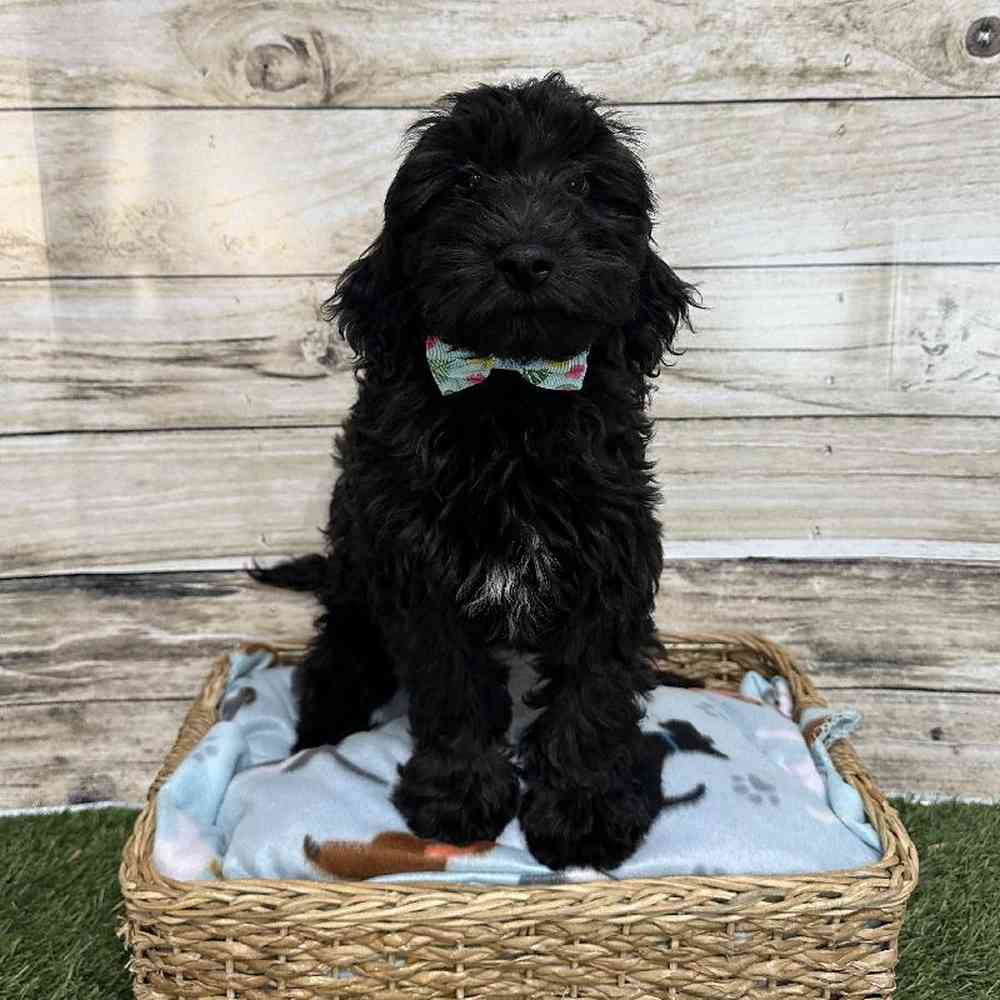 Male Cockapoo 2nd Gen Puppy for Sale in Saugus, MA