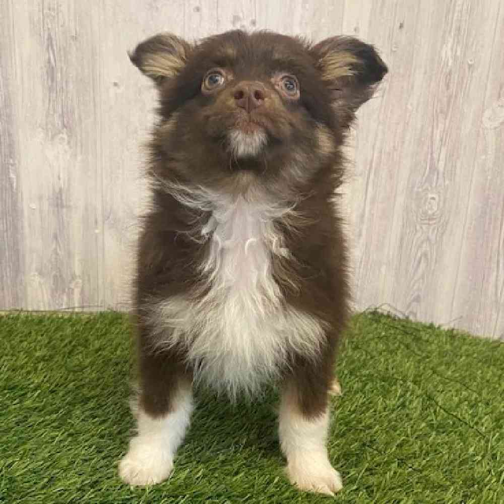 Female Toy Australian Shepherd Puppy for sale