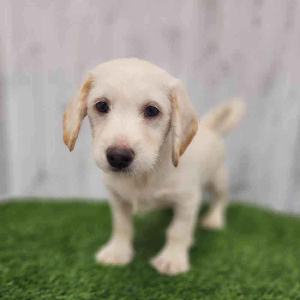 Male Mini Labradoodle Puppy for Sale in Braintree, MA