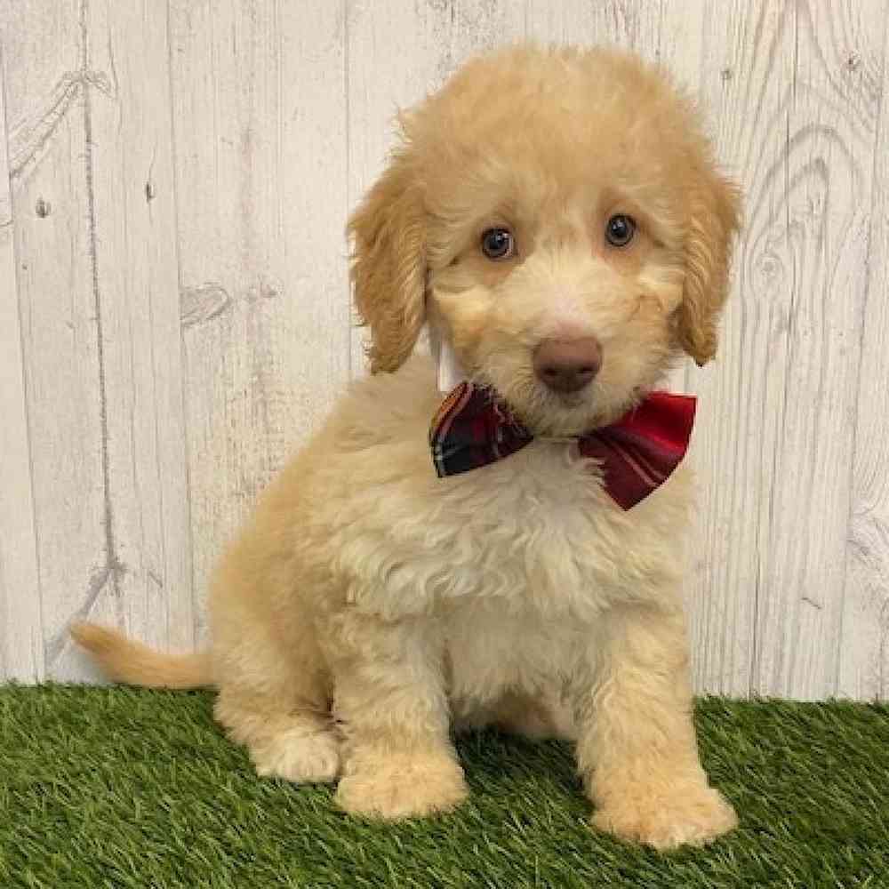 Male Mini Goldendoodle 2nd Gen Puppy for sale