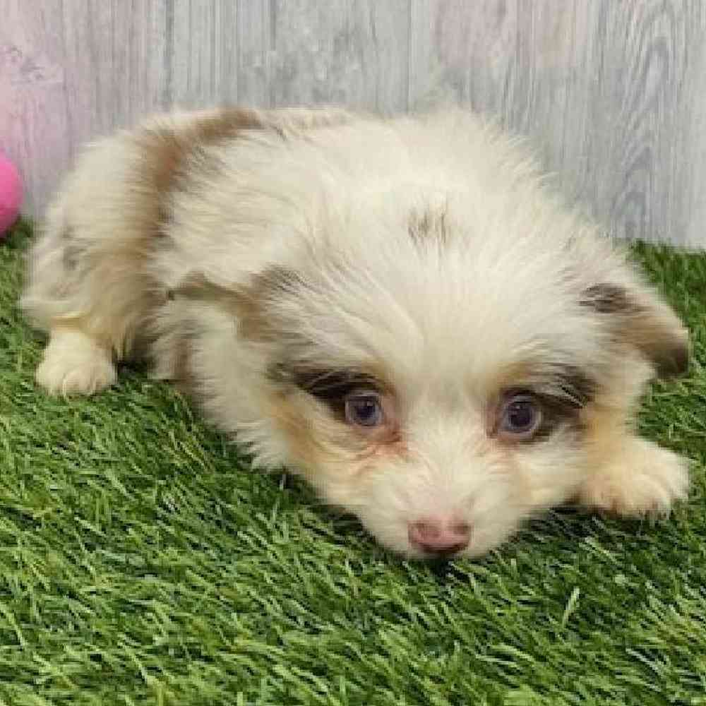 Male Toy Australian Shepherd Puppy for Sale in Braintree, MA