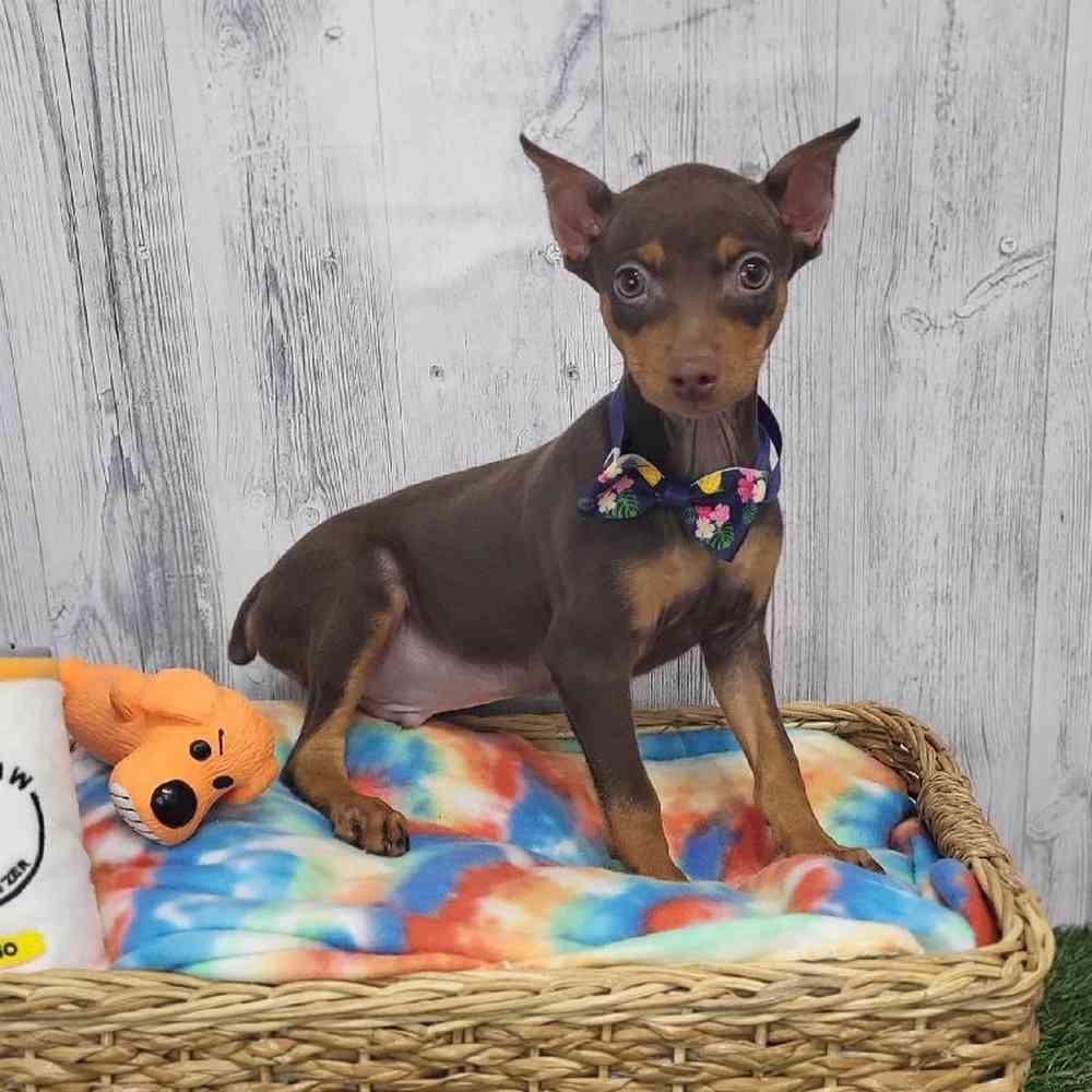 Male Min Pin Puppy for Sale in Saugus, MA